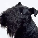 terrier kerry blue